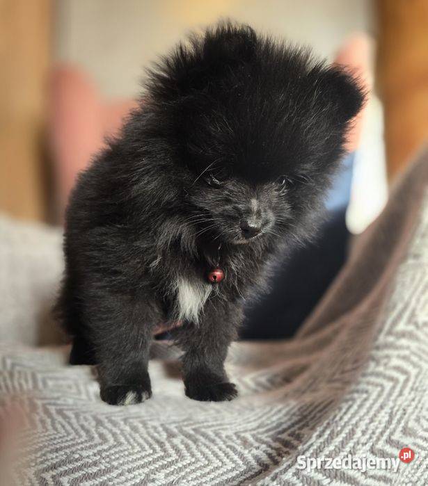 Szpic miniaturowy xxs miniaturowy piesek małopolskie Kraków