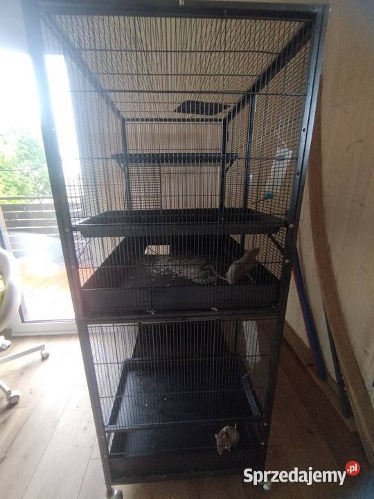 duża klatka i 3 samiczki szczura Żory