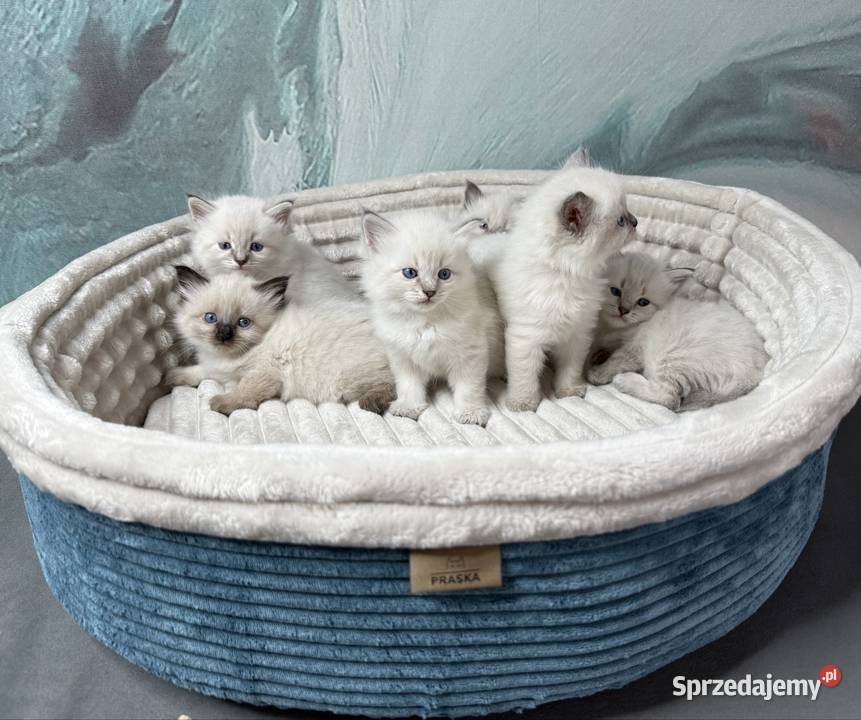 Neva Masquerade kocurki rodowód FPL Rzeszów sprzedam