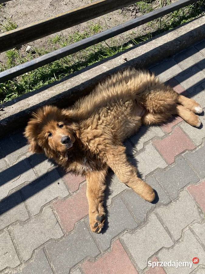Mastif Tybetański szczeniaki aktualizacja Łowicz