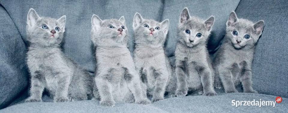 Kocięta Rrosyjskie Niebieskie WCF Warszawa