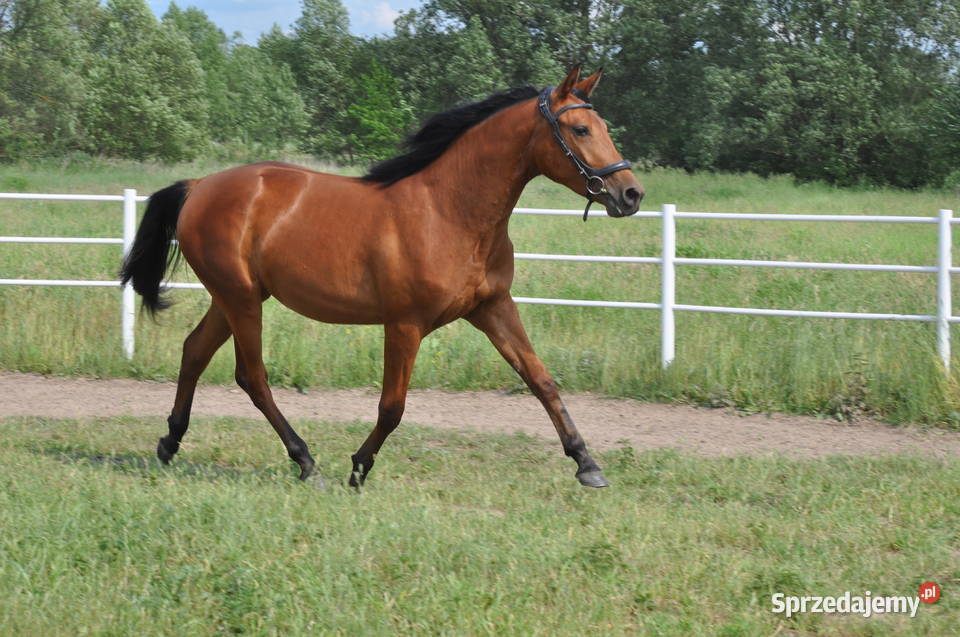 Klacz dwulatka przyszłościowa mazowieckie Mogielnica