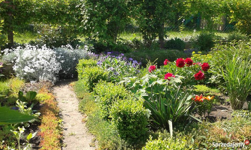Działka rekreacyjna na ROD Skarbówek Szczecin