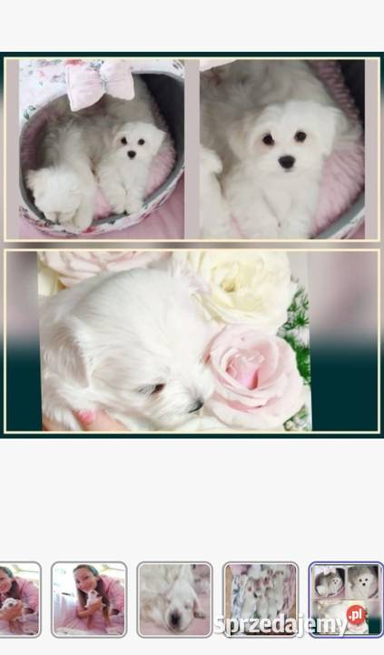 Maltańczyk szczeniaczki z rodowodem Kowary