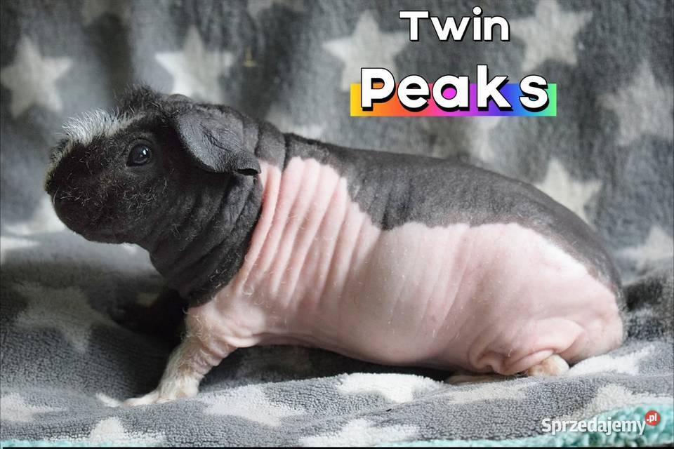 Świnka morska świnka skinny Rodowód Hodowla sprzedam