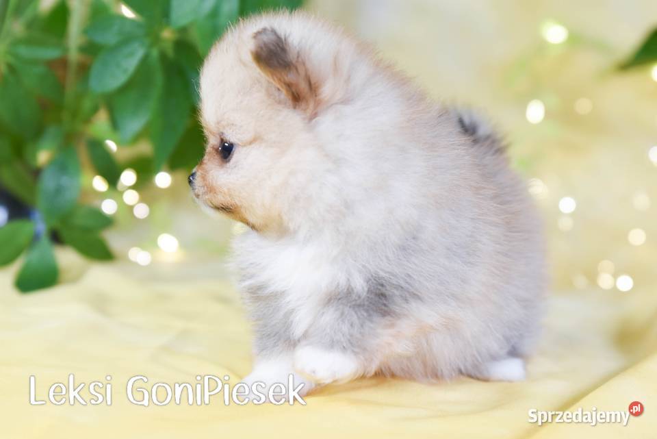 Pomeranian Szpic Miniaturowy Dłutów