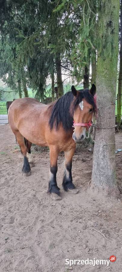 Sprzeda klacz zimnokrwiste Zwierzęta Lipsko sprzedam