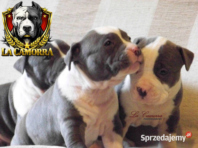 American Staffordshire Terrier BLUEWHITE Paczków sprzedam