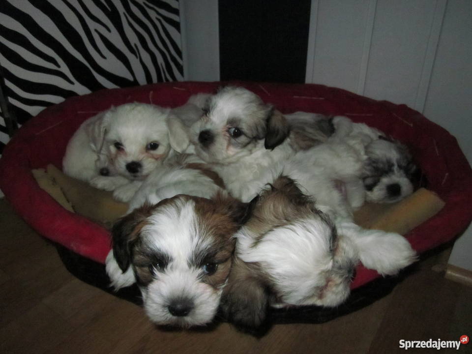 Shih Tzu szczenięta lubelskie Chełm