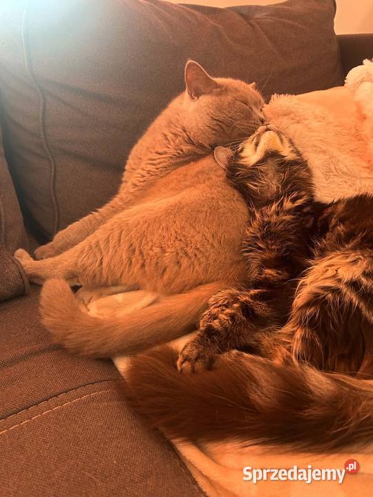 Oddam młodą kotkę rasy Maine Coon w ręce Kluczbork