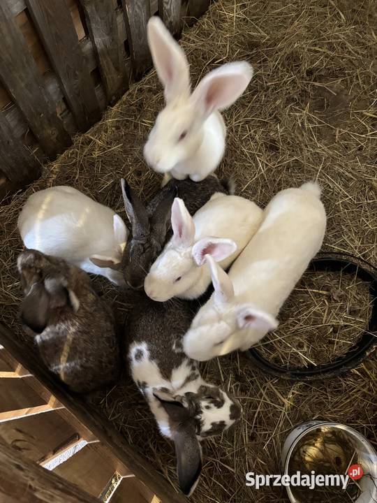 Króliki hodowlane samce i samice motyl kolorowe wielkopolskie Śrem sprzedam