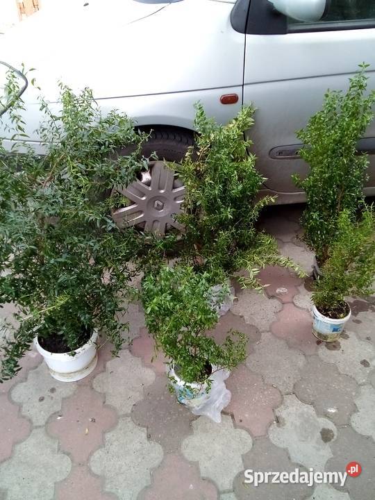 Sprzedam merte na komunię wianek wielkopolskie sprzedam