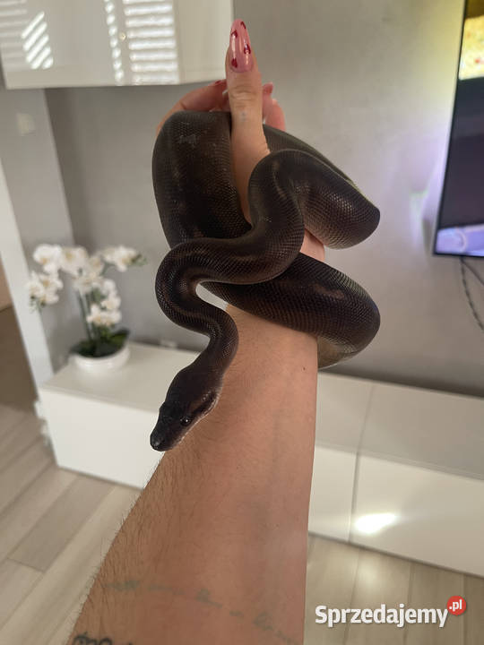 Python Regius Samica Black Head Black Pastel GHI Warszawa sprzedam