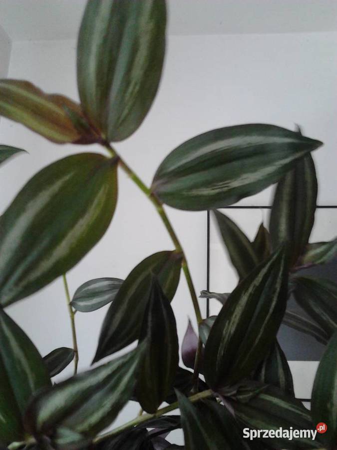 Tradescantia multicolor trzykrotka ciekawa małopolskie