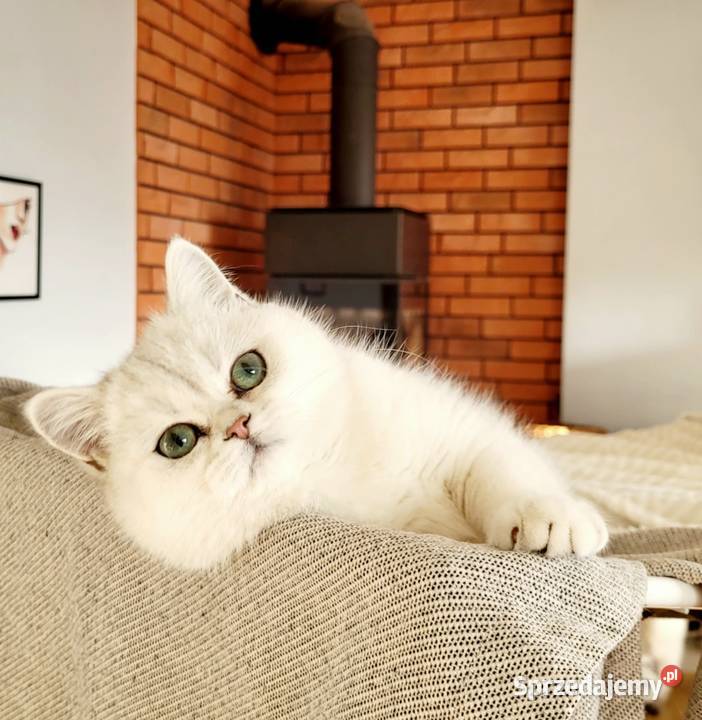 Kocięta srebrne i srebrne pointy Maliwia lubuskie Zielona Góra