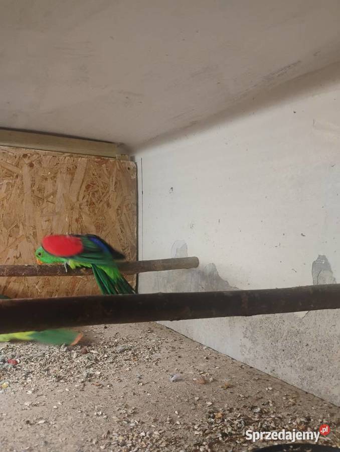 Krasnopiórka czerwonoskrzydła śląskie Pszów