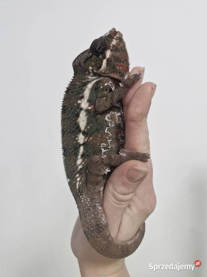 Kameleon Lamparci Ambilobe i Nosy Be samce i Oława