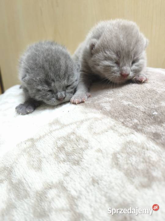 Kot brytyjski kocurki rodowód liliowy blue Brytyjski Wągrowiec