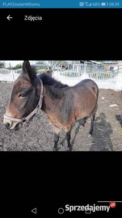 Sprzedam muly Zwierzęta Kościan sprzedam