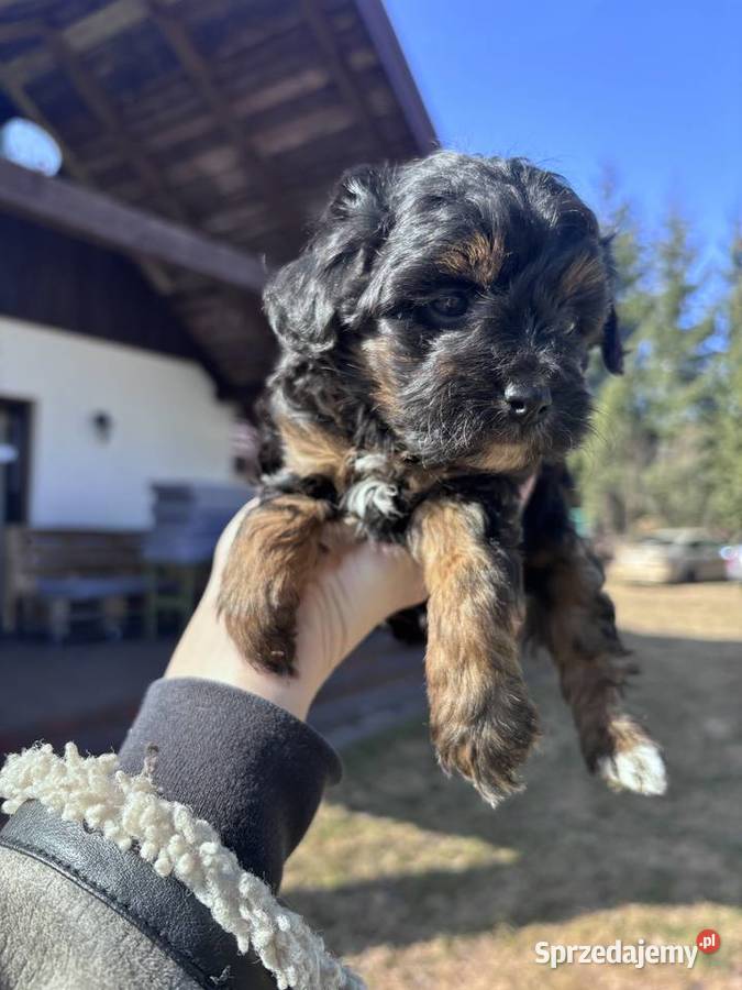 Wyjątkowe szczenięta Pudel Toy rezerwacja Lublin