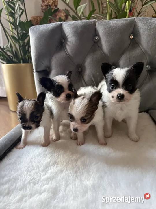 Papillon spaniel kontynentalny miniaturowy Dudki sprzedam
