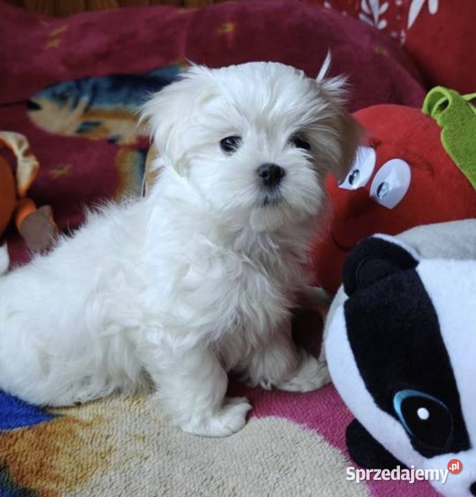 Oddam szczeniaka Maltańczyka z rodowodem