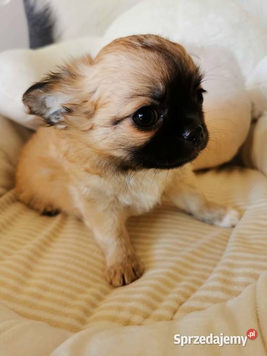 Chłopcy Chihuahua ZKwP FCI Chihuahua Lubin