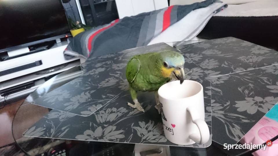 Amazonka modrobrewa oswojona Rybnik