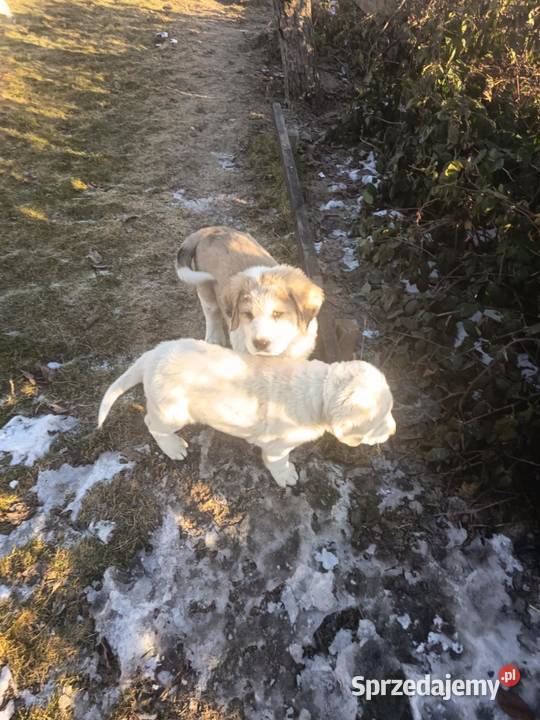 śliczne owczarki środkowoazjatyckie Owczarek Czarnożyły