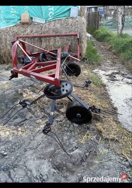 Przewracarka do sina dwu gwiazdowa pająk Świerszczów-Kolonia