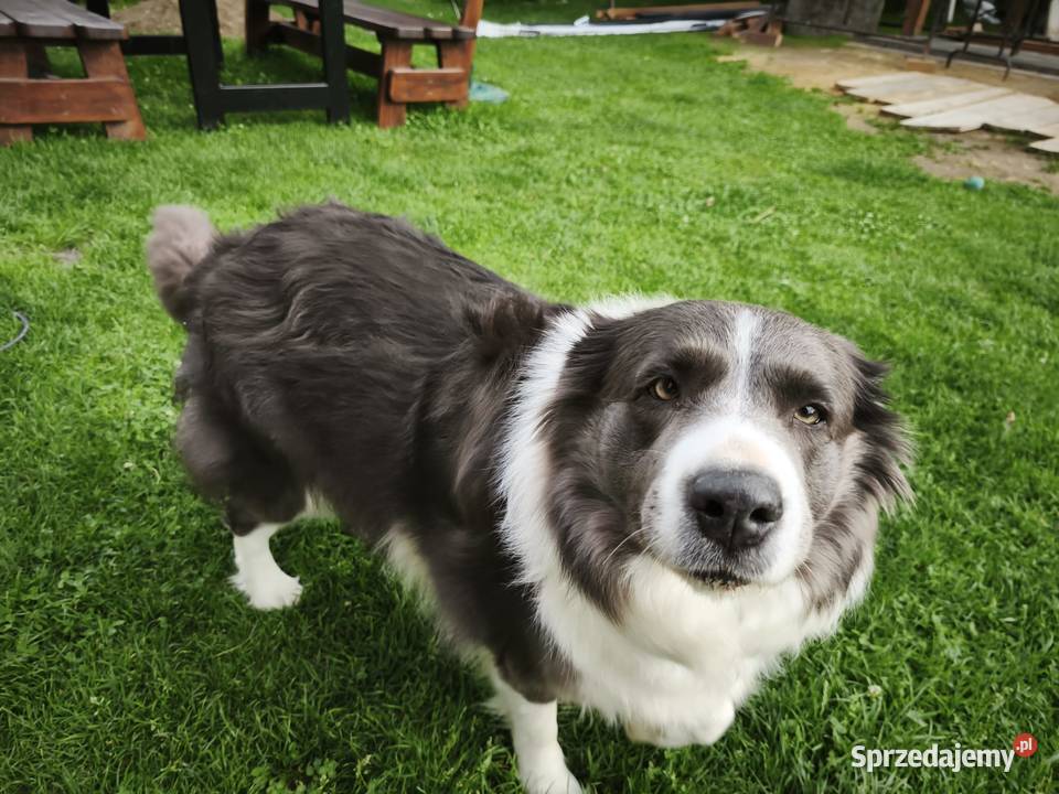 Szczeniaczki Border Collie Krosno