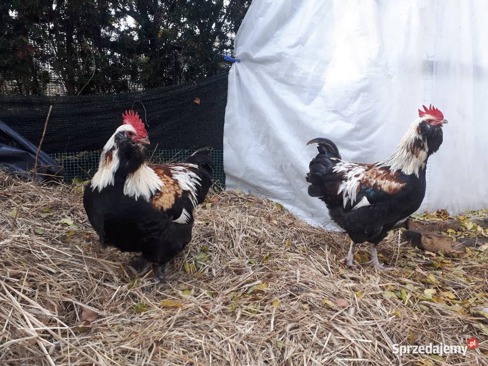 Koguty fawerola łososiowa czubatka wielbłądzia Ostropole