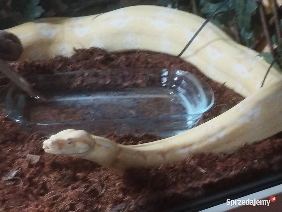 Albinos kahl Poznań