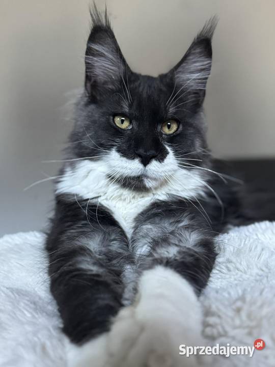 Maine Coon kocurki kotki Koci Gang Leśny Krotoszyn