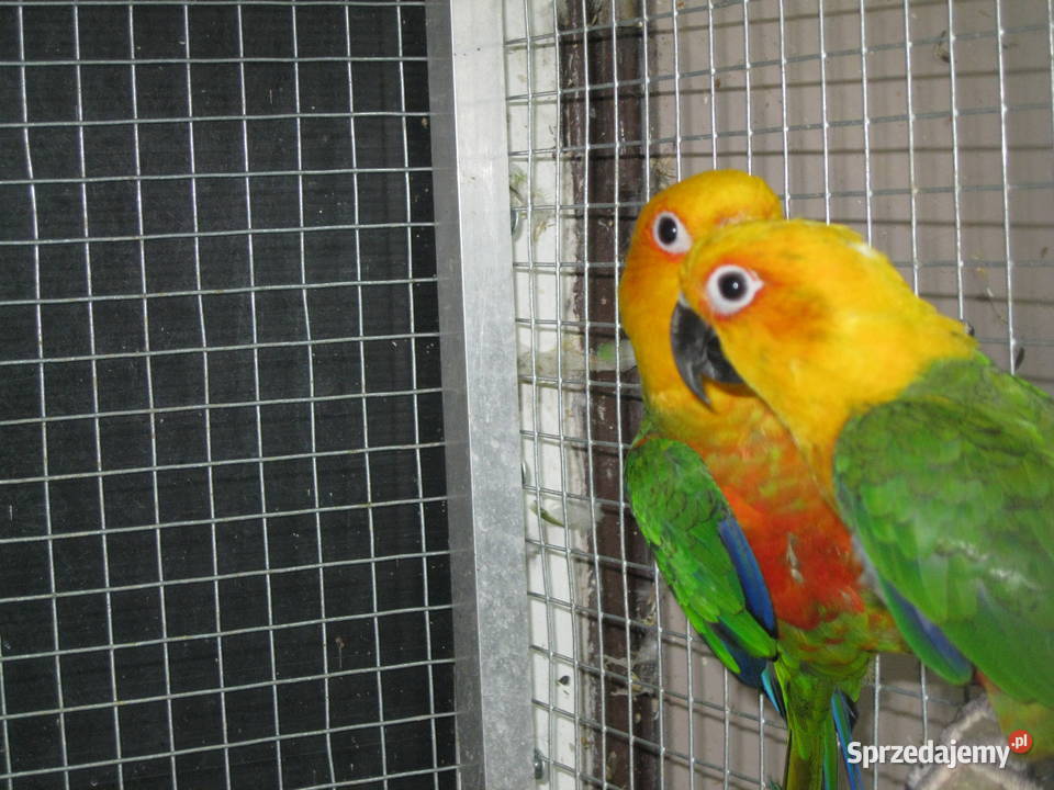 Konury Ognsitobrzuche 25 r Ptaki sprzedam
