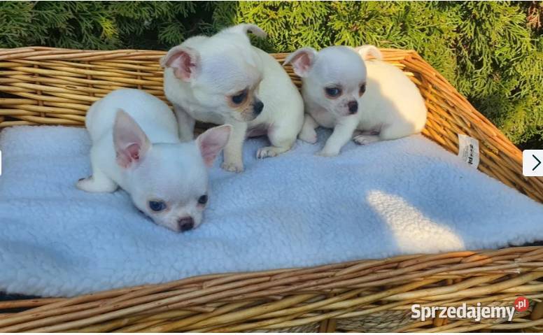 Chihuahua śliczne pieski biale I kremowe Chihuahua śląskie Częstochowa