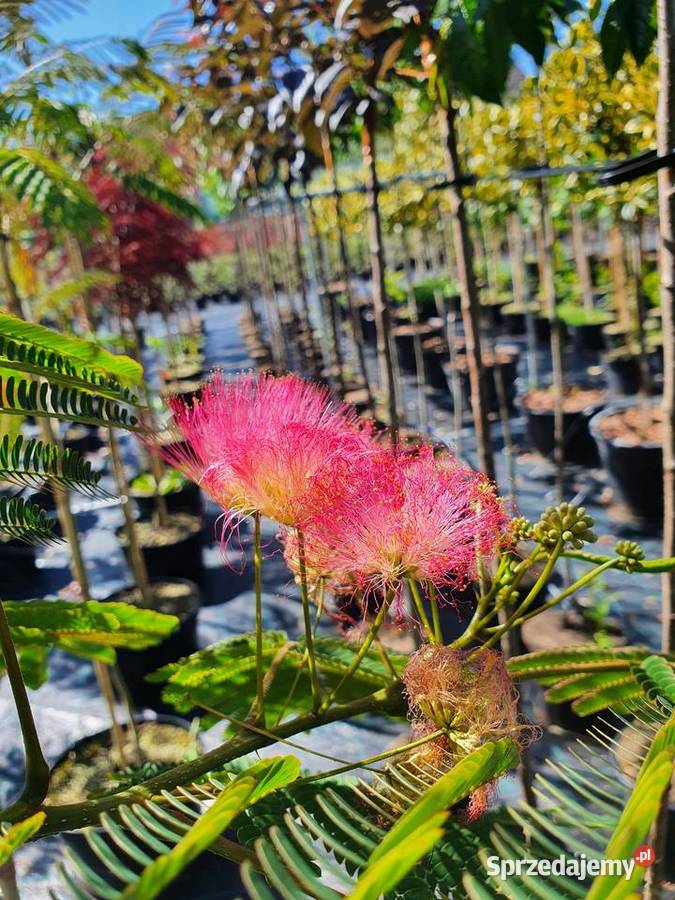 Albicja szczepiona na pniu Jedwabne drzewko