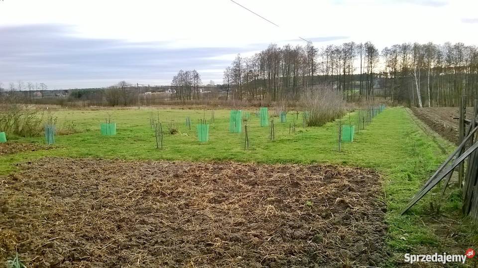 Sprzedamwynajmę dom mieszkalny z działką węglowe Domy Seredzice