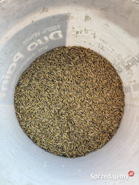 Owies rambo centrali 2025