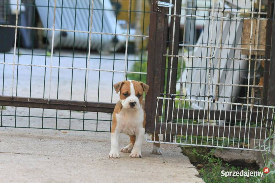 American Staffordshire Terrier szczenięta sprzedam