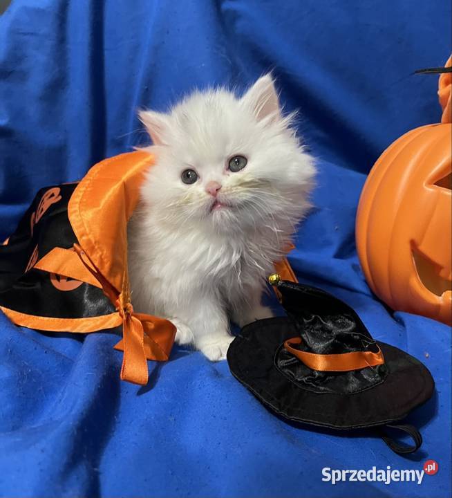 Michel i Edmund kocurki perskie Piorunówek