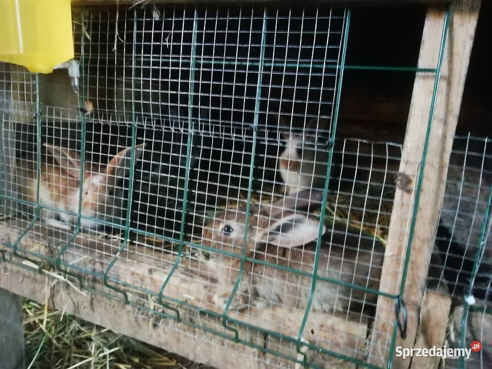 Małe kroliki Dziesław