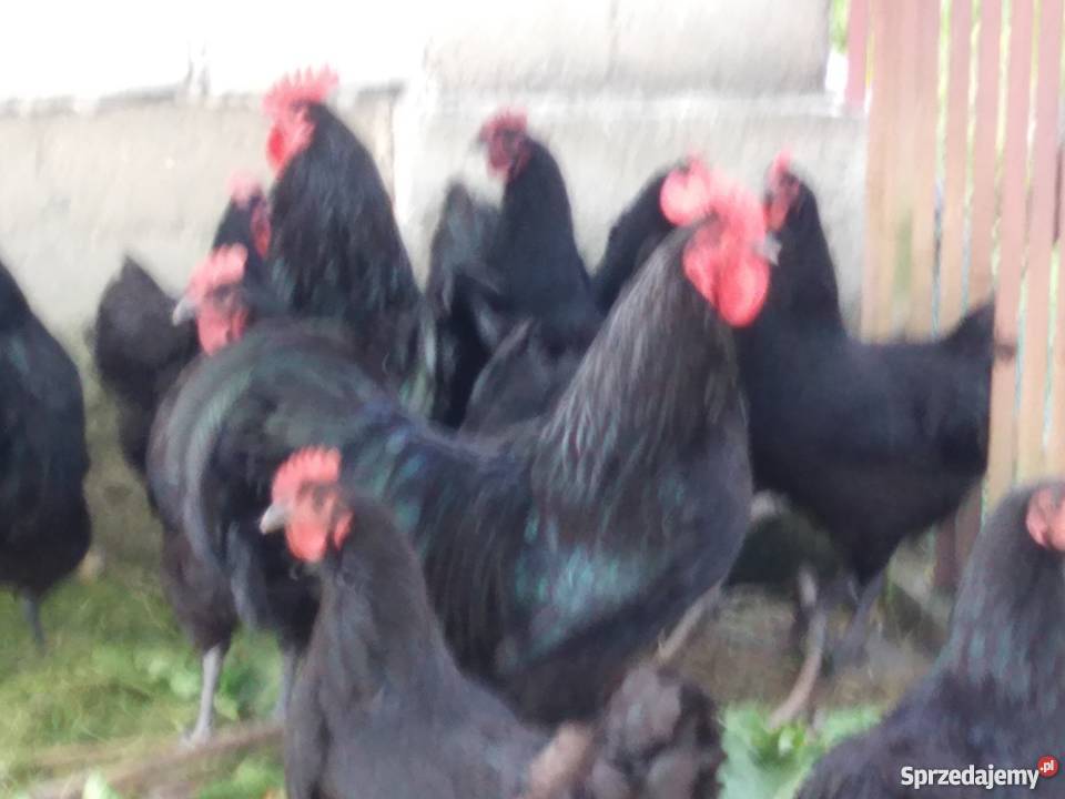 Kurczęta australorp sprzedam