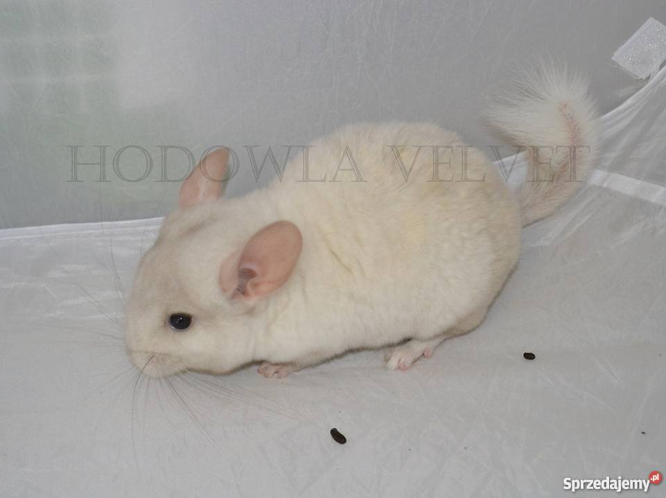 Szynszyl szynszyla samiec pink white mozaika gen wielkopolskie Perzyce