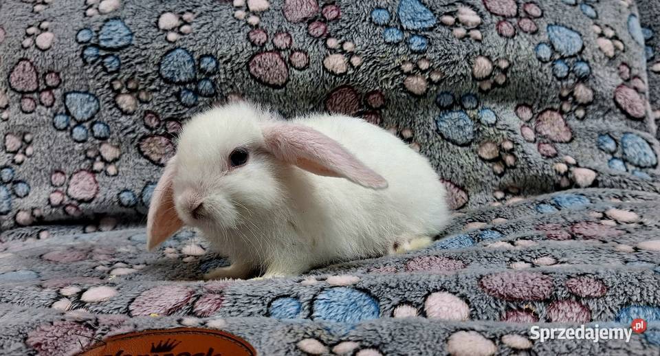 Króliczek Baranek Mini Lop samczyk