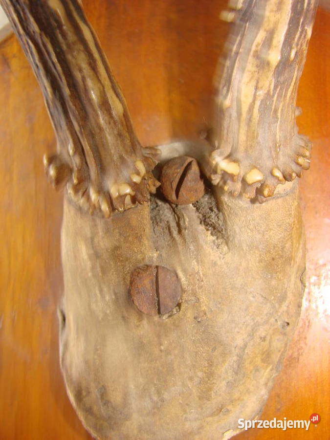 poroże kozła sarny Pruszcz Gdański