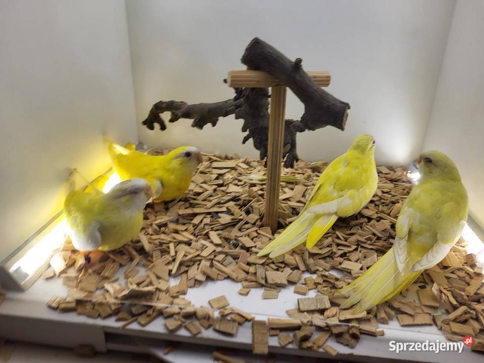 łąkówki wspaniałe Teresin