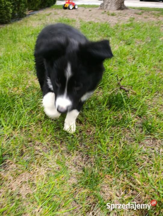 Border Collie Piesek świętokrzyskie Szczaworyż