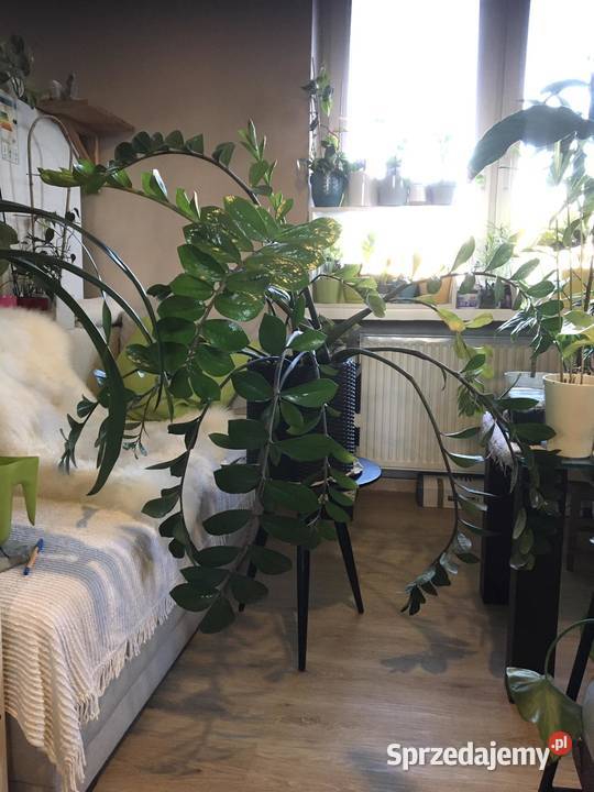 Wielki zamiokulkas z domowej uprawy Warszawa