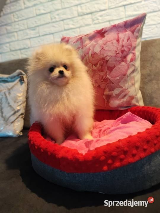Pomeranian 4mce suczka kremowa Szpic miniaturowy dolnośląskie Bolesławiec